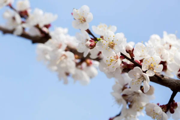 Aprikose im Frühling — Stockfoto