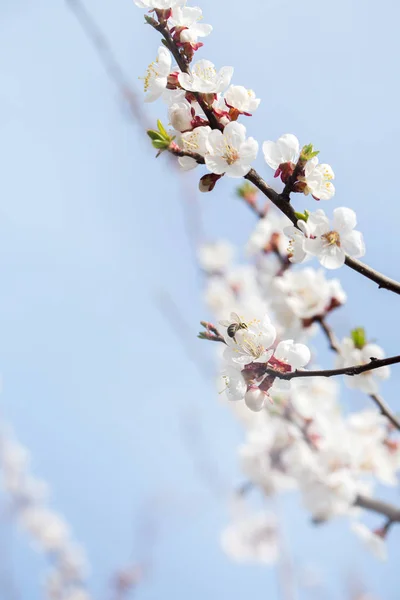 Blütezeit im Frühling, Nahaufnahme — Stockfoto