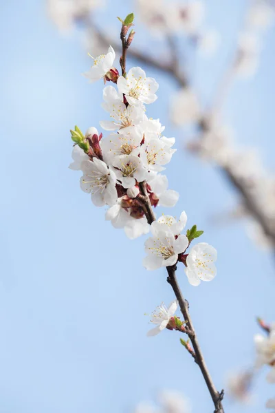 Aprikose im Frühling, Nahaufnahme — Stockfoto