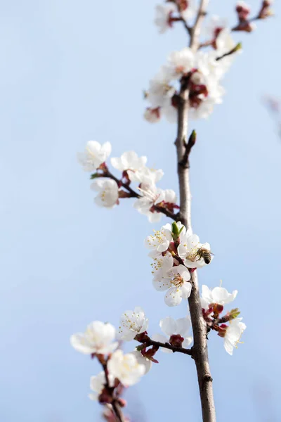 Albaricoque que florece contra un cielo azul —  Fotos de Stock