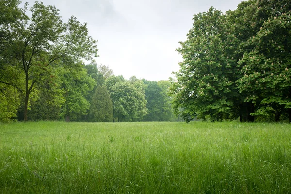 Trawnik wiosna w parku — Zdjęcie stockowe