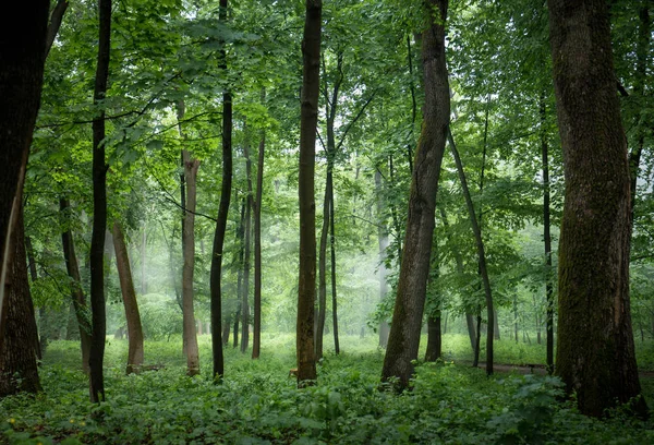 Foggy, misty forest with tall trees — Stock Photo, Image