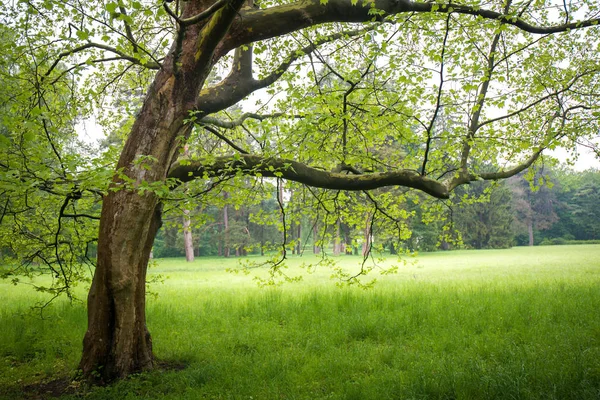 Tulip tree in de weide — Stockfoto