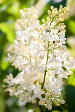 Beyaz leylak güneşli bir günde, yakın çekim