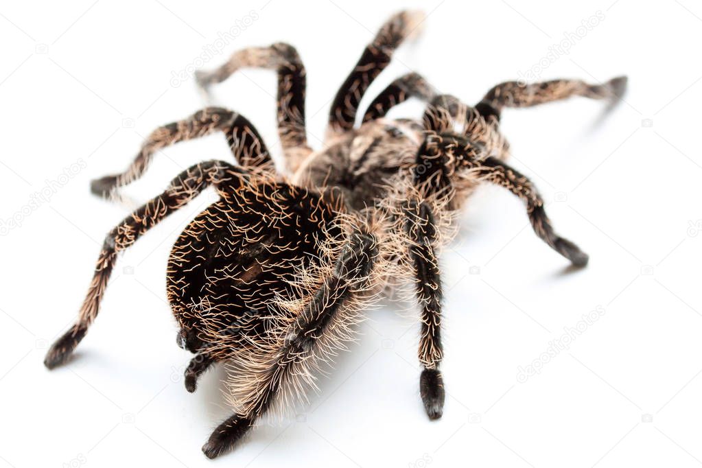 spider tarantula on a white