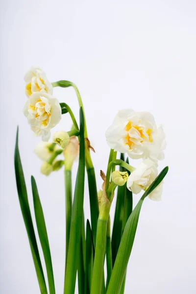 Narcisos ornamentais brancos, terry — Fotografia de Stock