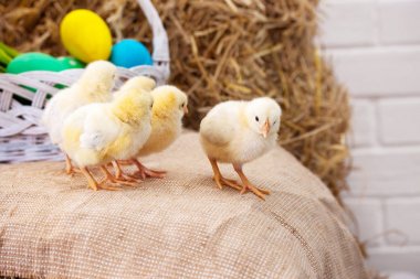 Renkli Paskalya süslerinde sarı tavuklar