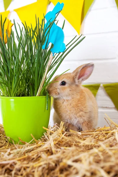 Rabbit eating flowers