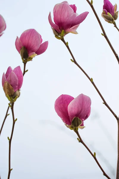 Flowers of pink magnolia — Stock Photo, Image