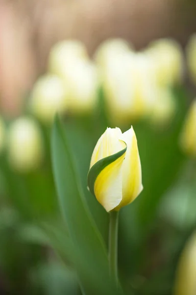 White tulip with yellow splashes — Stock Photo, Image