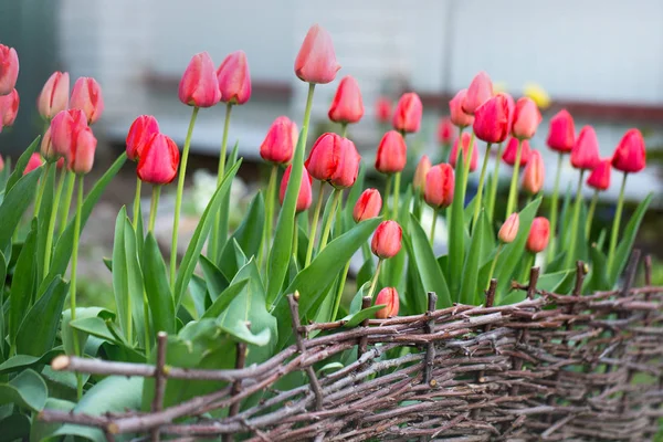 Красные тюльпаны за забором — стоковое фото