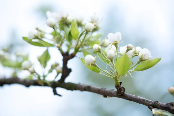 Äppelblommor blommar på våren — Stockfoto