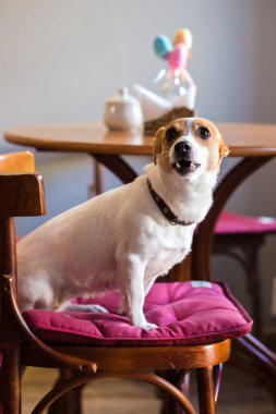 Bir kafede sandalyede köpek