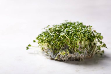 Filizlenmiş hardal mikro yeşil