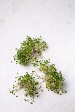 Filizlenmiş hardal mikro yeşil, üst manzara.