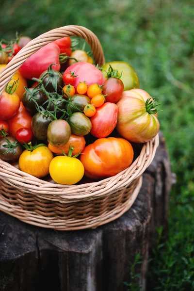 Tomates em uma cesta — Fotografia de Stock
