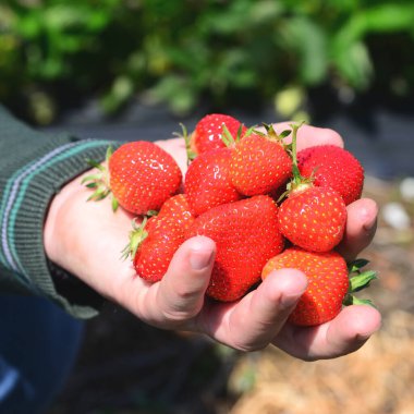 Taze çilek tutan çiftçi.