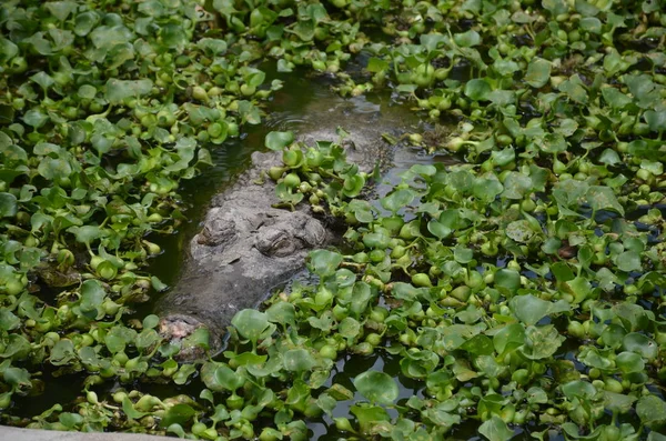 Crocodil Bătrân Pândeşte Gropi Crocodil Adormit — Fotografie, imagine de stoc