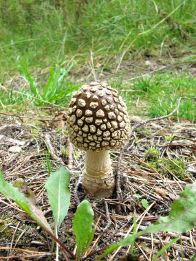 Bir yaz gününde ormandaki yeşil çim ve köknar iğneleri bir etek ile kahverengi amanita