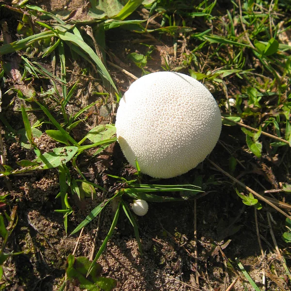 Weißer Puffballpilz Gras Sonnenlicht Draufsicht Quadratisches Foto — Stockfoto