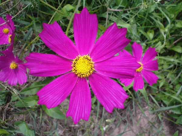 Lilás Kosmeya Flores Com Centro Amarelo Fundo Grama — Fotografia de Stock