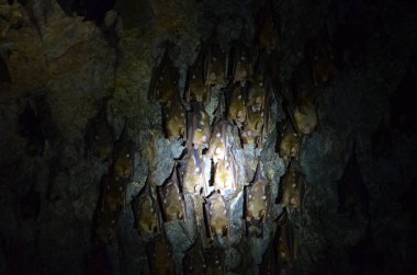 Kilim Geoforest Park, Langkawi, Malezya mağarada tavanda asılı yarasa sürüsü. Yarasalar bir fener ışığında katlanmış kanatlar ile uyuyor. Yumuşak odak