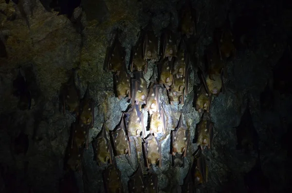 Kilim Geoforest Park, Langkawi, Malezya mağarada tavanda asılı yarasa sürüsü. Yarasalar bir fener ışığında katlanmış kanatlar ile uyuyor. Yumuşak odak