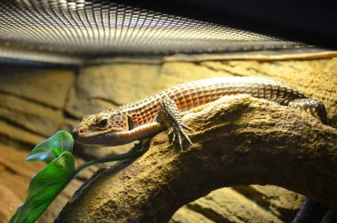 Kahverengi bir kertenkele bir şube terrarium içinde oturur, sunbathes ve gözlemler