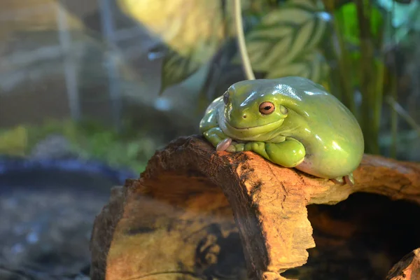 一只橙色眼睛的绿色大青蛙躺在水族馆里的树枝上 丰满的青蛙在注视着并微笑着 — 图库照片