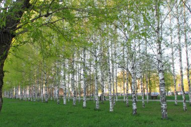 Huş sokakta bir yeşil'ın bahçesinde Bahar parkta genç ışık yeşil yeşillik ile. Yan görünüm
