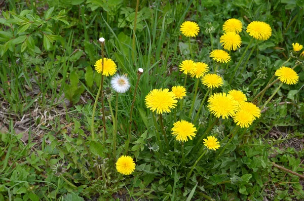 Lots Blooming Yellow White Dandelions Green Grass — Stock Photo, Image
