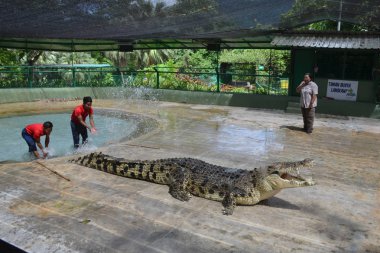Langkawi, Malezya - 25 Nisan 2017: Timsah Çiftliği, gösteri. Açık ağzı büyük bir timsahla üzerinde havuzundan su sıçramasına iki delikanlı. Bir kadın sunum bir mikrofon ile yakın olduğunu