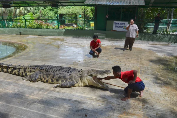 Langkawi Malaezia Aprilie 2017 Arată Ferma Crocodil Bărbatul Aşezat Braţul — Fotografie, imagine de stoc