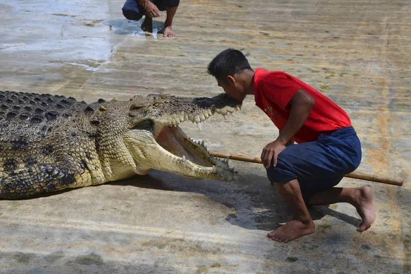 Langkawi Malaysien April 2017 Show Der Krokodilfarm Nahaufnahme Eines Jungen — Stockfoto