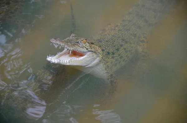 Pequeno Crocodilo Levantou Cabeça Água Enlameada Abriu Boca Crocodilo Cercado — Fotografia de Stock