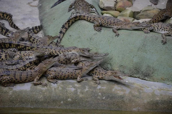 Muchos Cocodrilos Pequeños Yacen Una Pila Borde Del Agua Granja — Foto de Stock