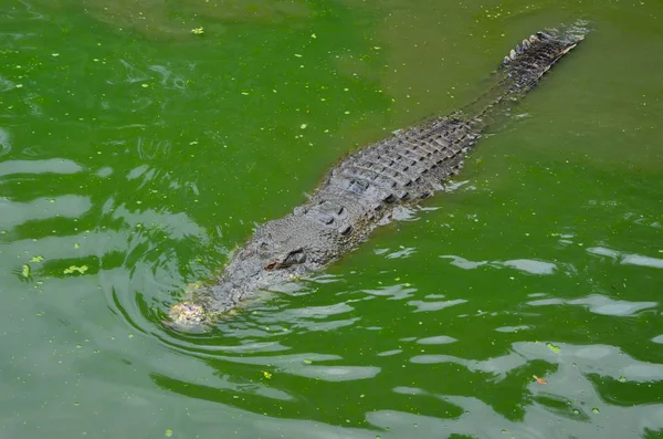 Ein Großes Altes Krokodil Lauert Grünen Wasser Blick Von Oben — Stockfoto