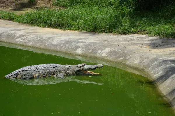 Viejo Cocodrilo Grande Con Boca Abierta Miente Agua Verde Cerca — Foto de Stock