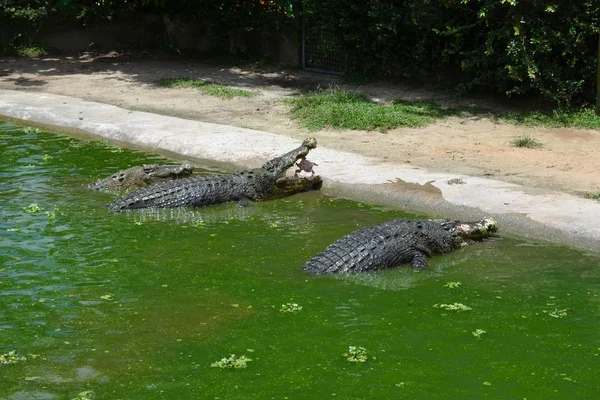 Alimentar Tres Cocodrilos Enormes Sentados Agua Verde Cerca Orilla Granja —  Fotos de Stock