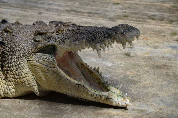 Közeli Kép Fej Hatalmas Régi Krokodil Tátott Szájjal Krokodil Farm — Stock Fotó