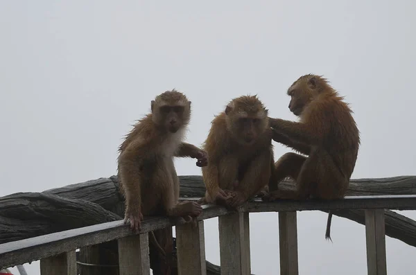 Three small brown soaked monkeys are sitting on the railing against the gloomy rainy sky and looking at the camera. Monkey grooming