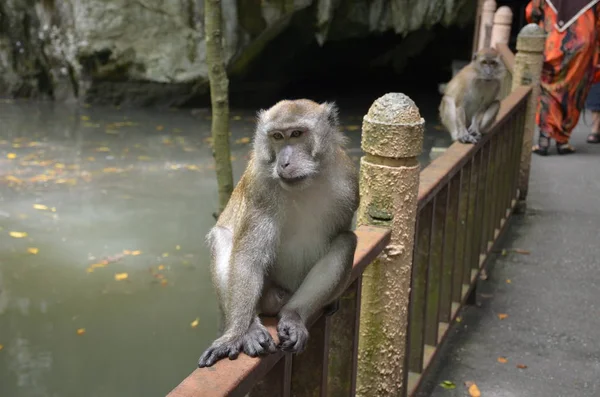 Macaco Senta Corrimão Perto Entrada Caverna Lado Rio Fundo Segundo — Fotografia de Stock