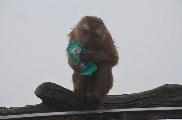 Pequeno Macaco Marrom Embebido Senta Corrimão Segura Suas Patas Pacote — Fotografia de Stock