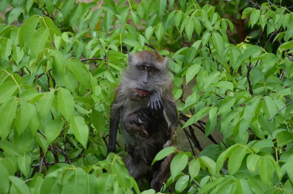 Pequeno Macaco Embebido Marrom Com Seu Bebê Peito Senta Nos — Fotografia de Stock