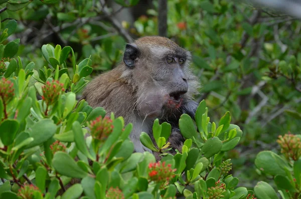 Pequeno Macaco Embebido Marrom Com Seu Bebê Peito Senta Nos — Fotografia de Stock