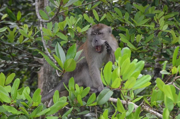 Pequeno Macaco Marrom Senta Nos Ramos Uma Árvore Mangue Grita — Fotografia de Stock
