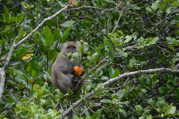 Pequeno Macaco Marrom Senta Nos Ramos Uma Árvore Mangue Segura — Fotografia de Stock
