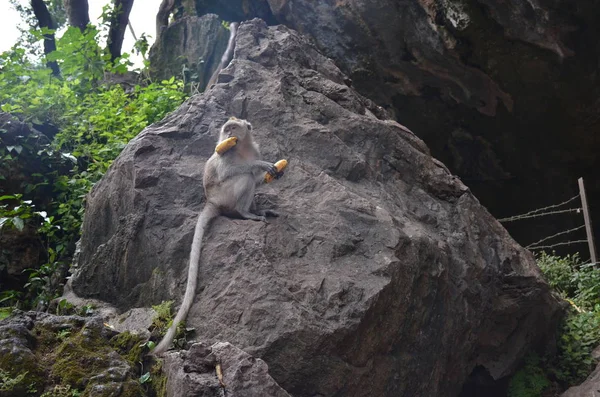 Pequeno Macaco Marrom Senta Uma Grande Pedra Cercada Por Vegetação — Fotografia de Stock