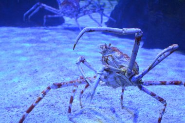 Close up of a huge spider crab with long thin legs in an aquarium on the sand. Bottom view clipart