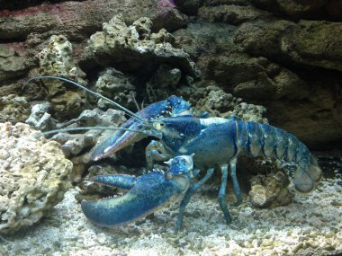 Kayalar ve mercan bir akvaryum yanındaki büyük tentacles ile büyük bir mavi ıstakoz yakın çekim
